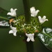 Woodland False Buttonweed - Photo (c) portioid, some rights reserved (CC BY-SA), uploaded by portioid