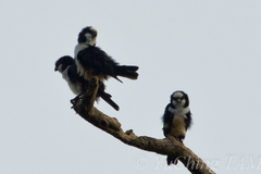 Microhierax latifrons