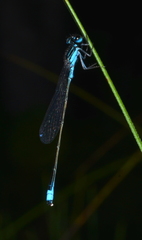 Ischnura pamelae