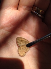 Yphthimoides patricia