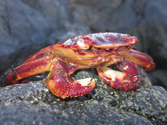 Leptograpsus variegatus