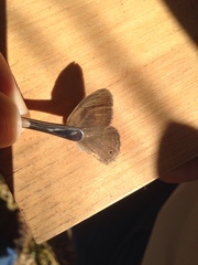 Yphthimoides patricia