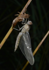 Orthetrum caledonicum