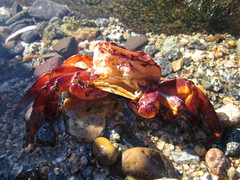 Leptograpsus variegatus