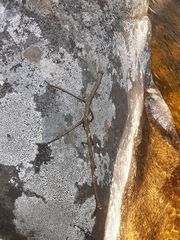 Cladomorphus phyllinus