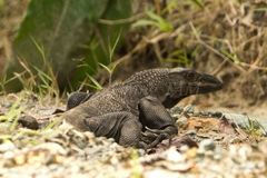 Varanus rudicollis