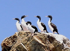 Leucocarbo carunculatus