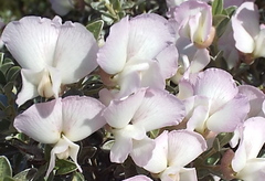 Podalyria myrtillifolia