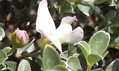 Podalyria myrtillifolia