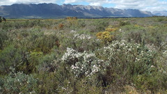 Podalyria myrtillifolia