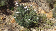 Podalyria myrtillifolia