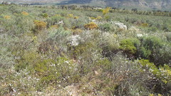 Podalyria myrtillifolia