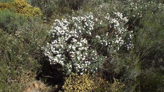 Podalyria myrtillifolia