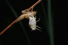 Orthetrum caledonicum