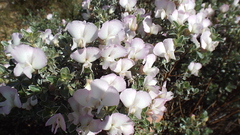 Podalyria myrtillifolia