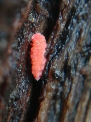 Bilobella braunerae