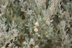 Atriplex lindleyi lindleyi