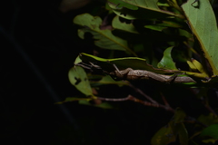 Canachus