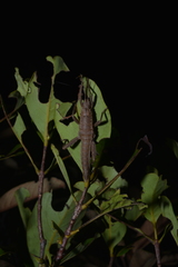 Canachus