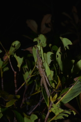 Canachus