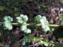 Platysace clelandii