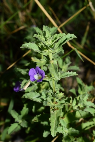 Rio Grande twintip (Stemodia schottii)