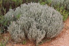 Atriplex lindleyi lindleyi