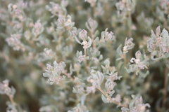 Atriplex lindleyi lindleyi