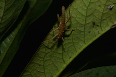 Canachus