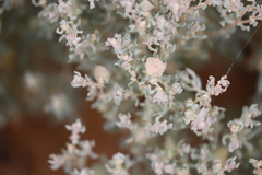 Atriplex lindleyi lindleyi