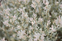 Atriplex lindleyi lindleyi
