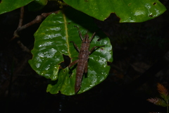Canachus