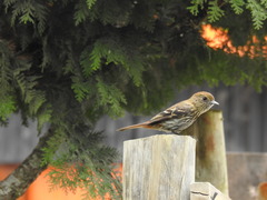 Knipolegus cyanirostris