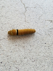 Papilio multicaudata