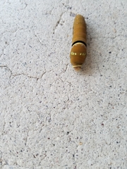 Papilio multicaudata