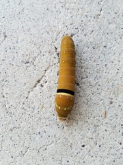 Papilio multicaudata