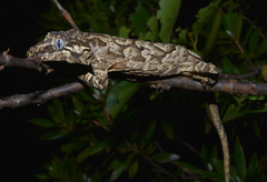 Rhacodactylus auriculatus