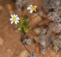 Brachyscome lineariloba
