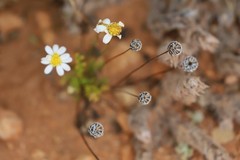 Brachyscome lineariloba