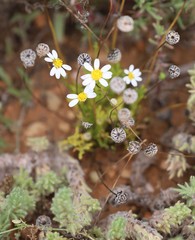 Brachyscome lineariloba