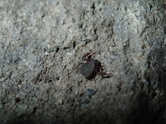 Pseudogarypus