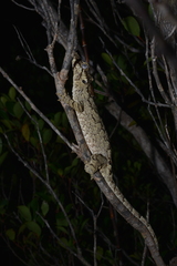 Rhacodactylus auriculatus