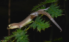 Bavayia septuiclavis