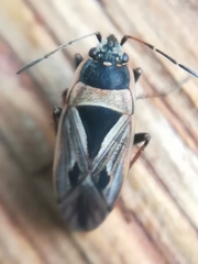 Xanthochilus quadratus