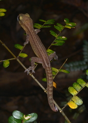 Bavayia septuiclavis