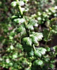 Platysace clelandii