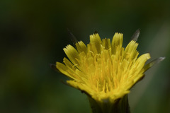 Hypochaeris megapotamica