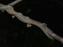 Bavayia septuiclavis