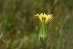 Hypochaeris megapotamica