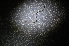 Ophisaurus attenuatus